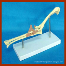 Animal Bones Model of Dog Elbow Joint